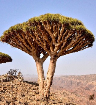 Dragon's Blood Tree